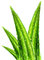 Health Product Aloe Vera Powder With 20%-89% Aloin for healthcare ingredient