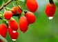 Pure Natural 10%-70% polysaccharides Goji Berry Extract--Lycium barbarum L.