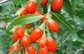 factory supply wolfberry extract powder free samples or goji extract--Lycium barbarum L.