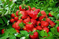 fruit powder Strawberry Powder/fruit powder strawberry flavour powder factory price