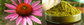 100% echinacea purpurea extract in bulk Polyphenols 4% UV cichoric acid powder