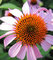 Pure Natural 1%-4% Cichoric Acid Echinacea Herb P.E.--100% echinacea purpurea extract in bulk