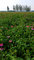 high Quality Echinacea Purpurea Extract 1%-4% Cichoric Acid -Echinacea purpurea supplier