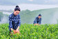 buy green tea: 2018 New Chinese Organic Green Tea-Hanzhong Xianhao Boutique supplier
