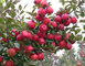 Rich Experience of Sweet Fresh red Fuji Apples Fruit for Bangladesh/India/Thailand supplier