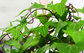 ISO/HACCP Factory Supply Hederagenin Hedera Helix Extract Chinese Ivy Stem Extract-10：1 supplier