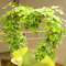 pure 10:1 ivy leaf extract --Hedera nepalensis K,Koch var.sinensis