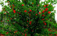Herb Medicine Punica granatum/ Pomegranate Husk Extract Powder With 40% Ellagic Acid