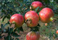 40% Ellagic Acid Punica granatum Pomegranate Shell Powder--Punica granatum L.