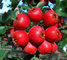 High Quality Brown Powder Extract Of Hawthorn Berry -0.2-0.4% Vitexin or 2-95% flavone supplier