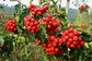 Hawthorn Berry Extract 10:1 TLC / Applied in Food and Health-care areas