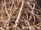 Licorice Root Extract / Radix Glycyrrhiza Extract 10:1 with Glycyrrhizic Acid Powder extracted from Glycyrrhiza glabara