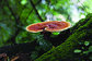Hot sell reishi mushroom extract ganoderma lucidum extract reishi extract