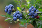 100% Natural Anti-Oxidant Product Blueberry Extract fruit juice powder