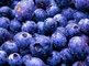 100% Natural Anti-Oxidant Product 10:1 Blueberry Extract for healthcare ingredient