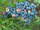 100% Natural Plant Extract 25% anthocyanins European Bilberry Extract