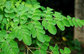 Herb Medicine Moringa Leaf Extract, Moringa Oleifera L With CAS 1617-53-4
