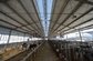 Steel structure cowshed supplier