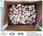2019 China garlic to Columbia. new crop with good price.