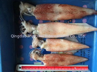 Frozen squid tubes (Loligo Chinenesis )