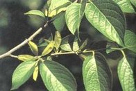 Hot Sale Eucommia Leaf Extract Chlorogenic Acid