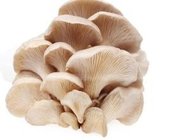 Organic Pleurotus ostreatus powder / Organic Oyster mushroom powder