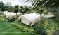 Luxurious Hawaii Glamping Tent for Resort supplier
