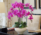 Wholesale Potted Orchids Artificial Flower Arrangements