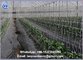 100% virgin material Plastic trellis net plant climbing support netting cucumber netting vine netting Pea & Bean