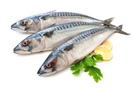 Land Frozen Whole Round Indian Mackerel Fish With Good Quality for Sale.