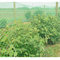 agricultural product fruit fly nets /vegetables anti fly net /greenhouse anti insect net for agriculture supplier