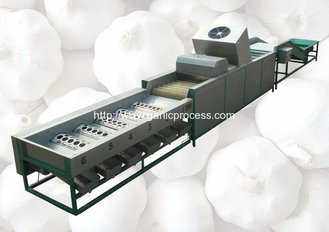 China Automatic Garlic Sorting Machine with Brusher Cleaning Function supplier