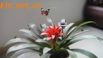 China Solar Butterfly Toys, 8.2 GW / NW 4.8KG 100PCS / box, Solar Toys supplier