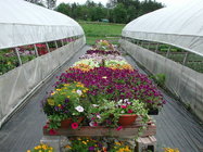 Agriculture flower Greenhouse