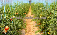 Agriculture Tomato Greenhouse