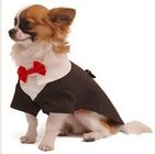 Handsome three-button striped dog tux with collar detail and red bow tie for Poodle