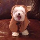 Pet Ewok Dog Costume / Custom Dog Hoodies 100% Polyester , X-Large