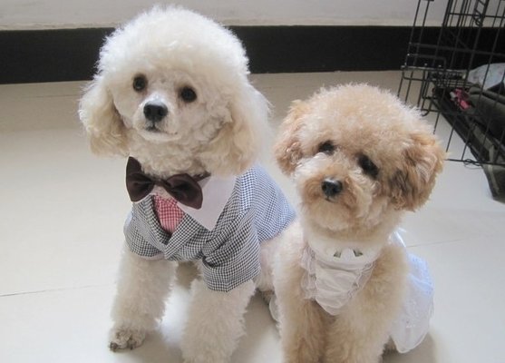 Polyester Dog Formal Wear For Small / Big Dog Clothes For Spring / Summer