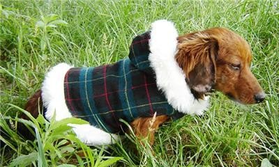 Eco-friendly Winter plaid Dog Coat havanese Pet clothes S L For Boxer / Giant Achnauzer
