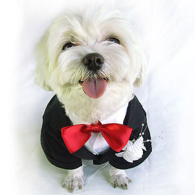 Dog Tuxedo Formal Wear