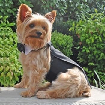 Classic Pet Dog Tuxedo Set with Tails Formal Wear costumes for puppies