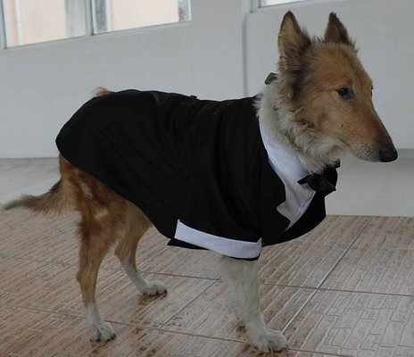 TUXEDO big dog wedding / party suit bridegroom wear pets formal clothes S M L XL
