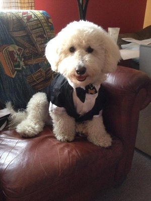 Wedding Groom Tuxedo Puppy / Small Dog Formal Wear pets clothing For Male