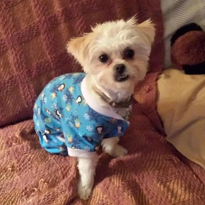 XX Small Breed Dog Clothes Casual Canine North Pole Pals Dog Pajamas