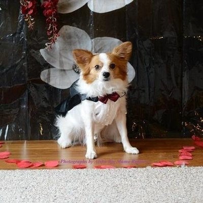 Chihuahua Doggie Tuxedo Costume wedding attire / outfit Costume Pullover style