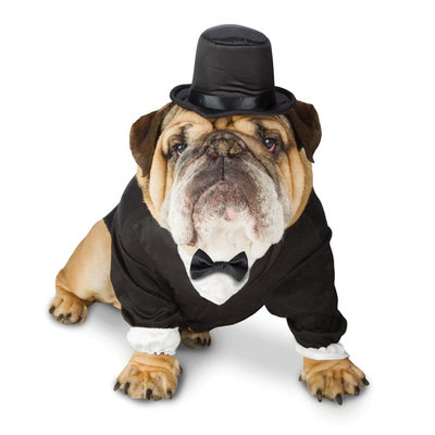 Black bulldog tuxedo halloween pet costume for small dogs x large