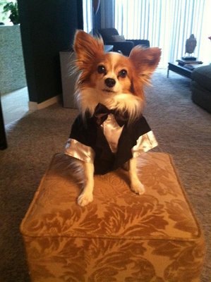 Comfortable Wedding pet tuxedo groom dog costume clothes for small dog