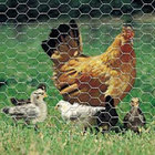 Chicken Wire Netting| 25mm Opening Hole Wire Mesh Customized Size for Poultry House